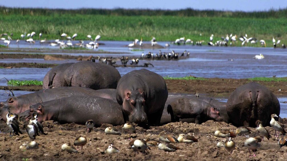 Picture 1 for Activity 5 Day Kenya Adventure Safari Package