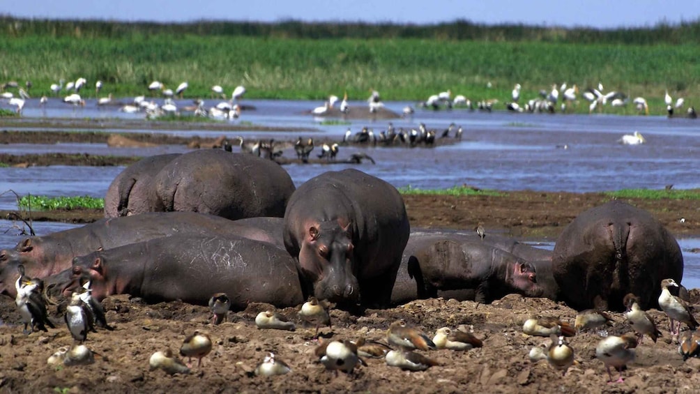 Picture 1 for Activity 5 Day Kenya Adventure Safari Package
