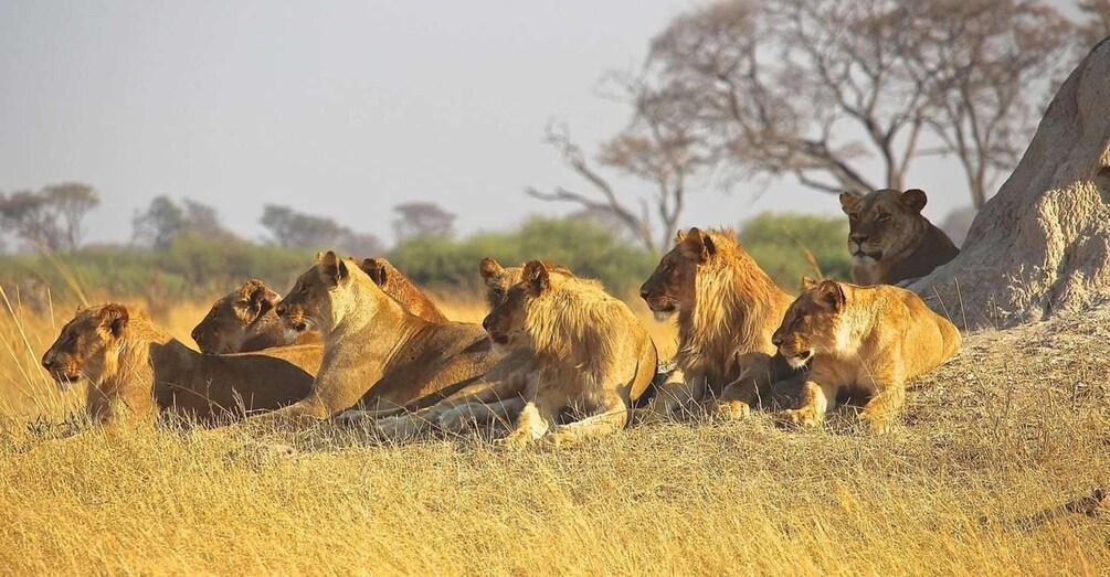 Picture 2 for Activity 5 Day Kenya Adventure Safari Package