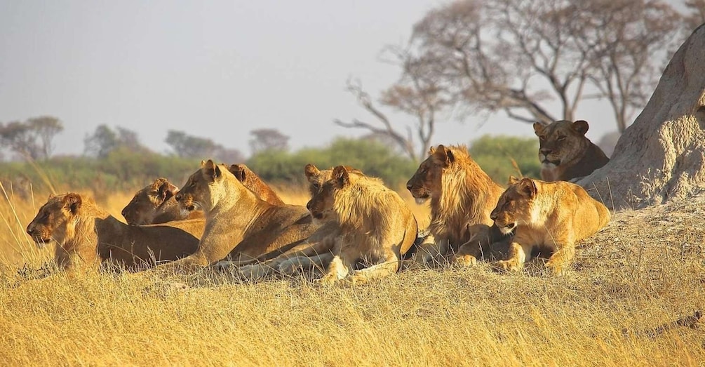 Picture 2 for Activity 5 Day Kenya Adventure Safari Package