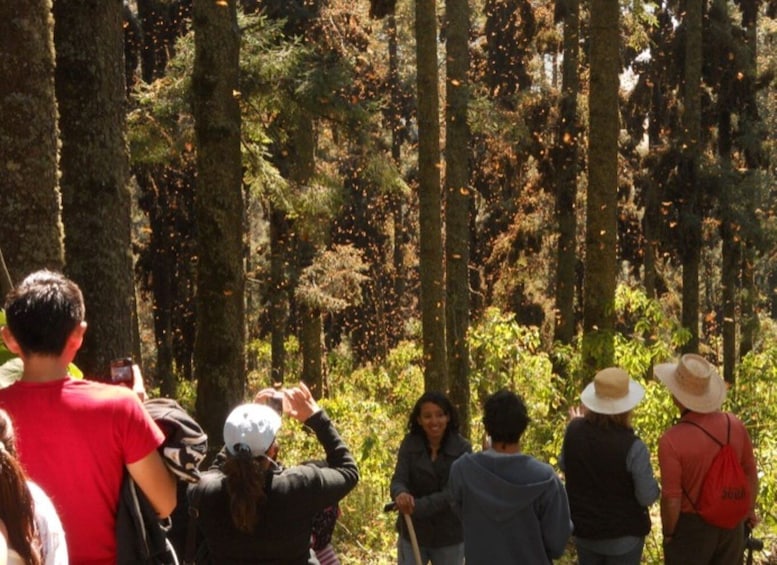 Picture 6 for Activity Morelia: Monarch Butterfly Tour