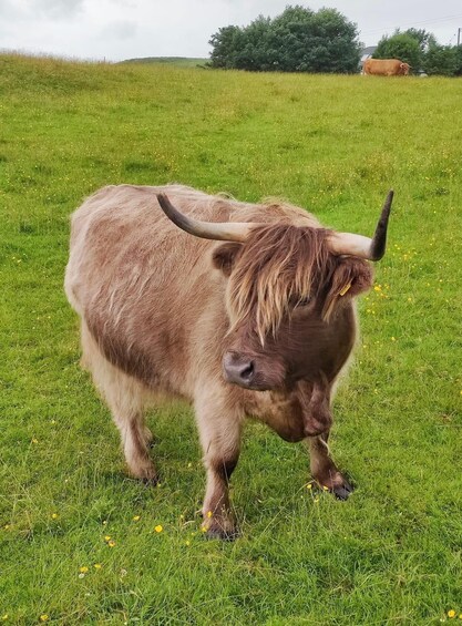 Picture 6 for Activity NORTH HIGHLAND TOUR, DUNROBIN CASTLE & MORE FROM INVERGORDON