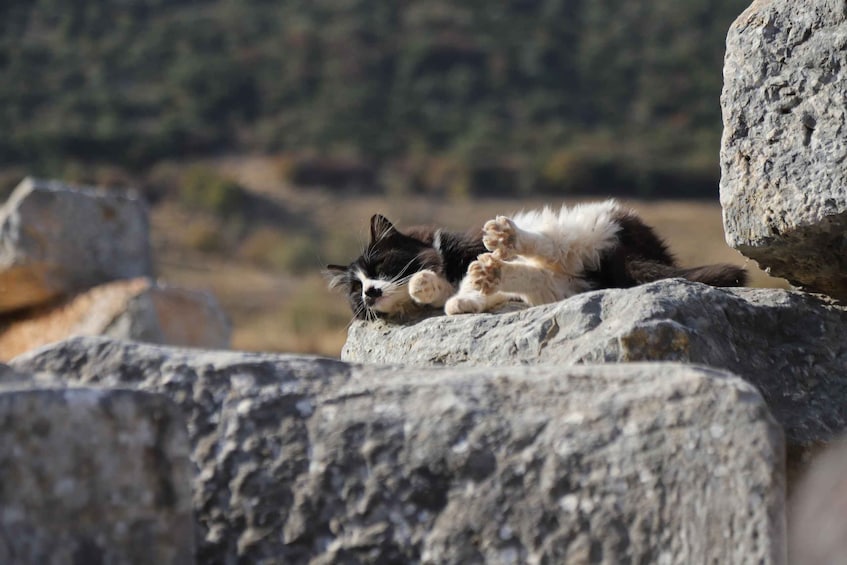 Picture 18 for Activity Ephesus: Half-Day Tour from Kusadasi or İIzmir