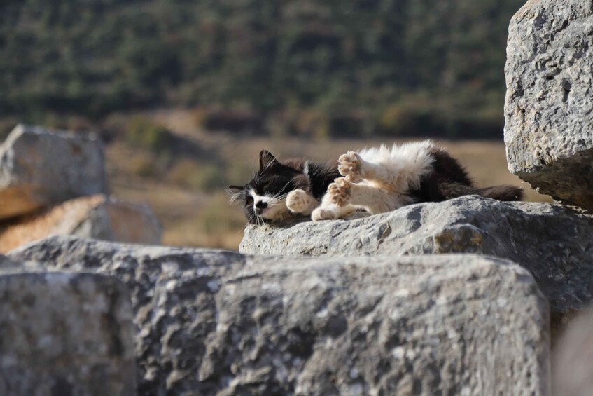 Picture 18 for Activity Ephesus: Half-Day Tour from Kusadasi or İIzmir