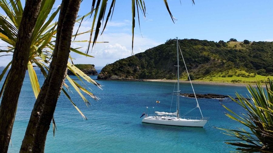 Bay of Islands: Awesome Day Sailing Tour with Island Stop