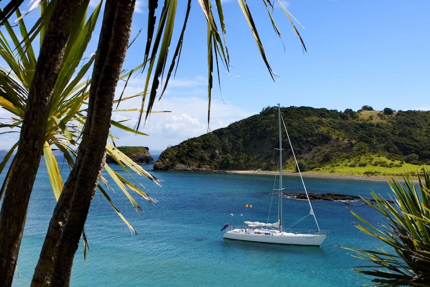 Bay of Islands: Awesome Day Sailing Tour with Island Stop