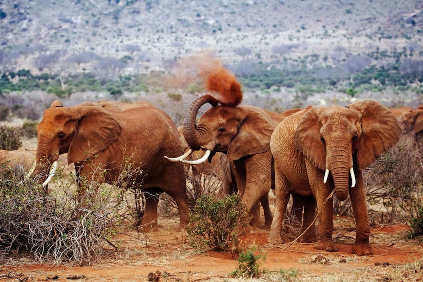 Picture 1 for Activity Tsavo East and West: 3-Day Wildlife Safari From Mombasa