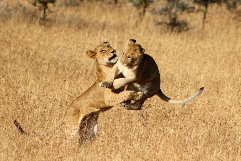 Picture 2 for Activity Tsavo East and West: 3-Day Wildlife Safari From Mombasa