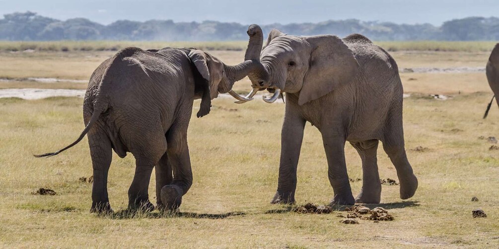 Picture 3 for Activity Tsavo East and West: 3-Day Wildlife Safari From Mombasa