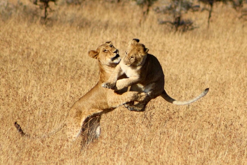 Picture 2 for Activity Tsavo East and West: 3-Day Wildlife Safari From Mombasa