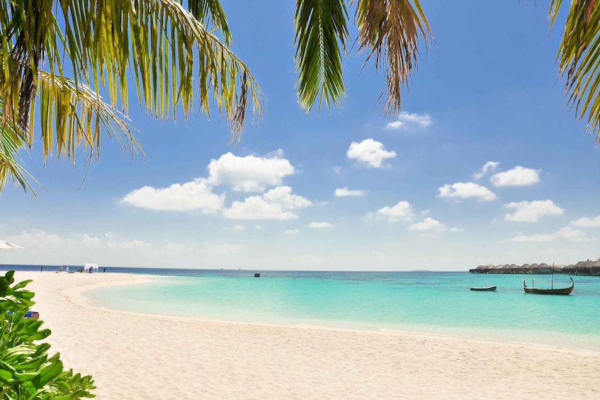 Picture 2 for Activity From Cartagena: Baru Island Quiet Beach Day Trip with Lunch