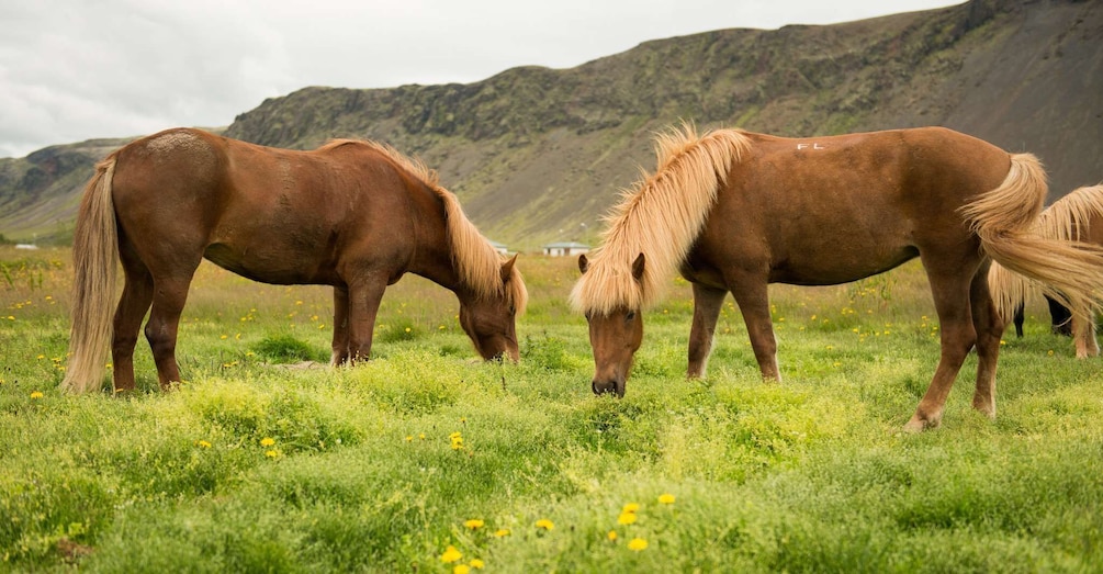 Picture 2 for Activity Horse Riding Tour in Reykjadalur (Hotspring Valley)