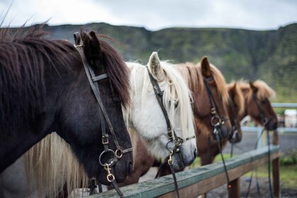 Hveragerdi: Reykjadalur (Hotspring Valley) Horse Riding Tour