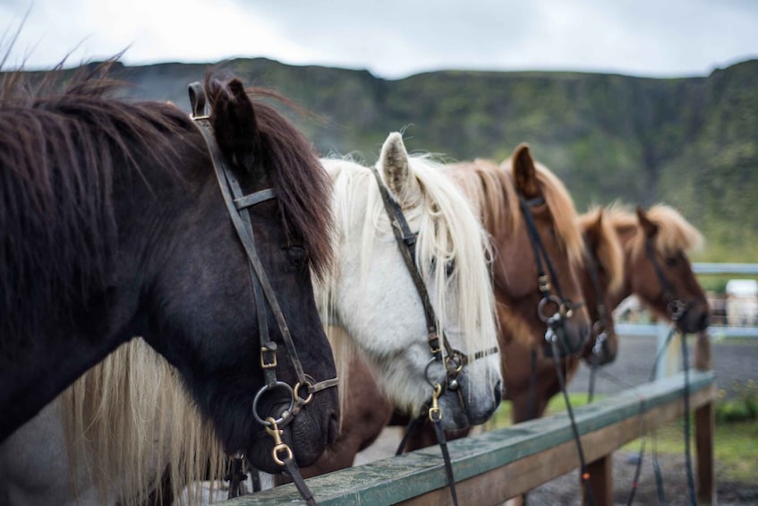 Picture 1 for Activity Hveragerdi: Reykjadalur (Hotspring Valley) Horse Riding Tour