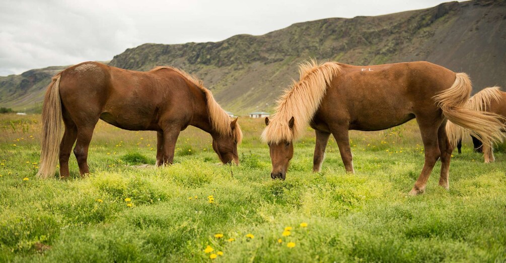 Picture 2 for Activity Hveragerdi: Reykjadalur (Hotspring Valley) Horse Riding Tour