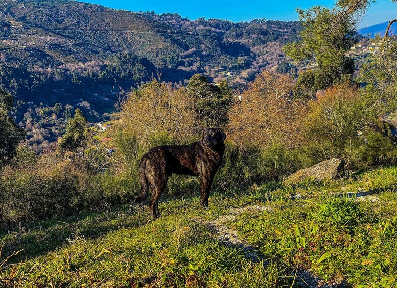 Picture 3 for Activity 2h Buggy Tour • Arcos de Valdevez • Peneda Gerês