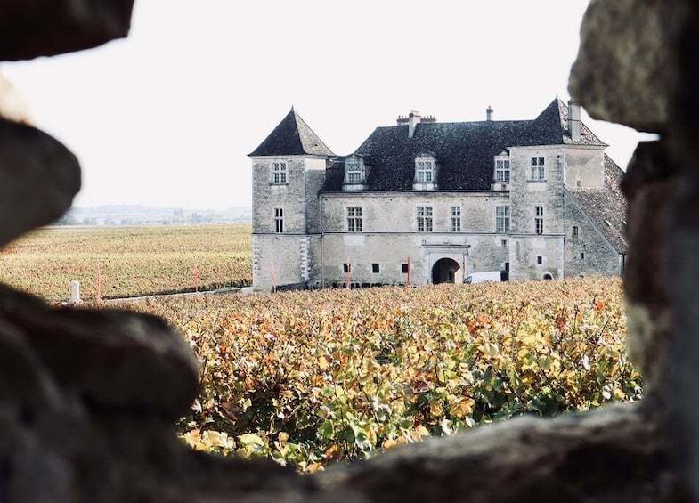 Côte de Beaune and Côte de Nuits : Private Full day Winetour