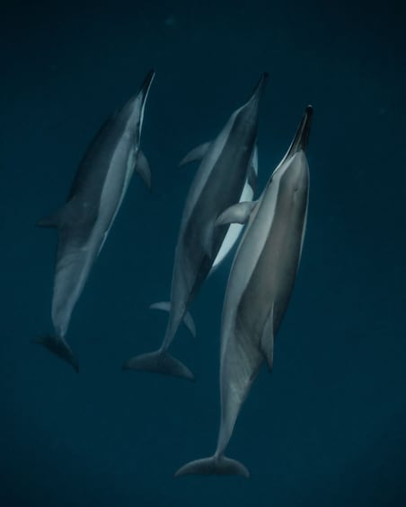Picture 3 for Activity Mauritius Le Morne: Eco-Friendly Dolphin Watching Tour