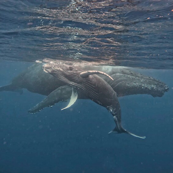 Picture 1 for Activity Mauritius Le Morne: Eco-Friendly Dolphin Watching Tour