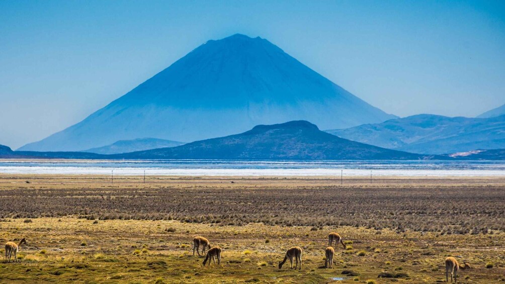 Picture 3 for Activity From Arequipa: Excursion to the Salinas Lagoon || Full Day |