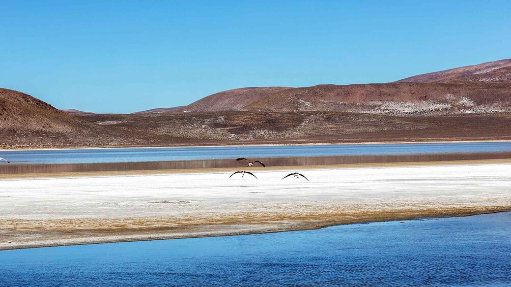 Picture 1 for Activity From Arequipa: Excursion to the Salinas Lagoon || Full Day |