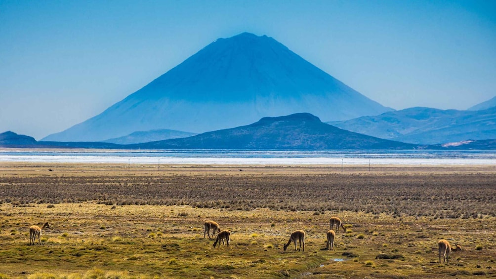 Picture 3 for Activity From Arequipa: Excursion to the Salinas Lagoon || Full Day |