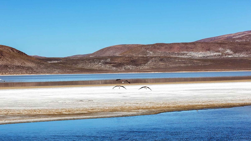 Picture 1 for Activity From Arequipa: Excursion to the Salinas Lagoon || Full Day |