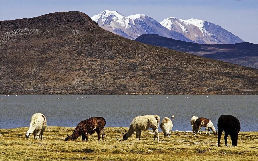 Picture 5 for Activity From Arequipa: Excursion to the Salinas Lagoon || Full Day |