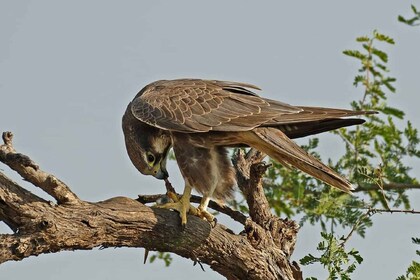 Explore The Desert National Park With Experience Guide