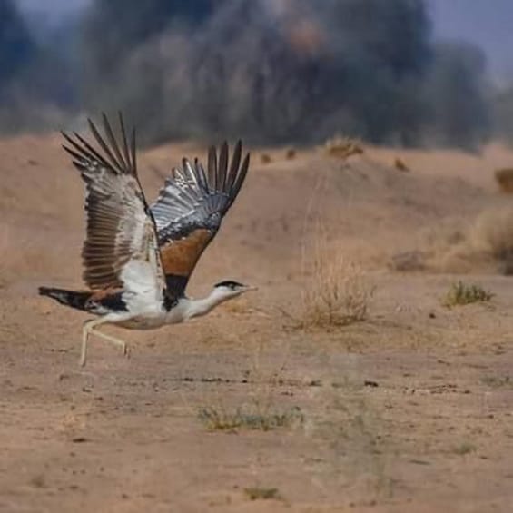 Picture 2 for Activity Explore The Desert National Park With Experience Guide