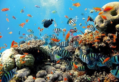 Oost-Bali: dagtrip snorkelen, canyoning en waterval