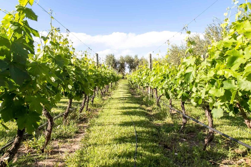 Picture 3 for Activity Mendoza: Winebike Tasting Tour with Optional Lunch