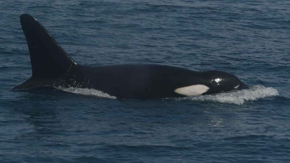 Picture 20 for Activity From Galle: All Inclusive Whales & Dolphin Watching Tour