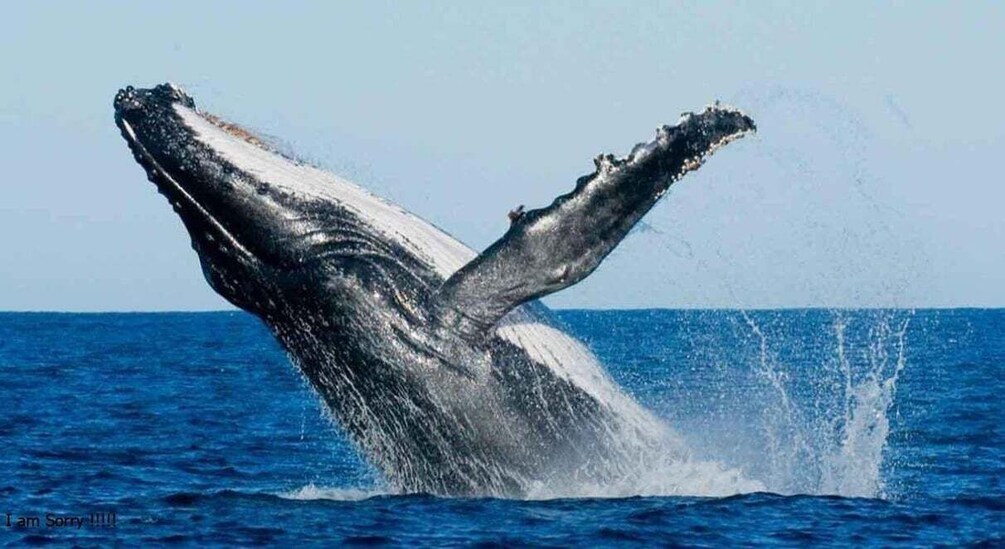 From Galle/Unawatuna: Whales & Dolphin Magic: Ocean Odyssey