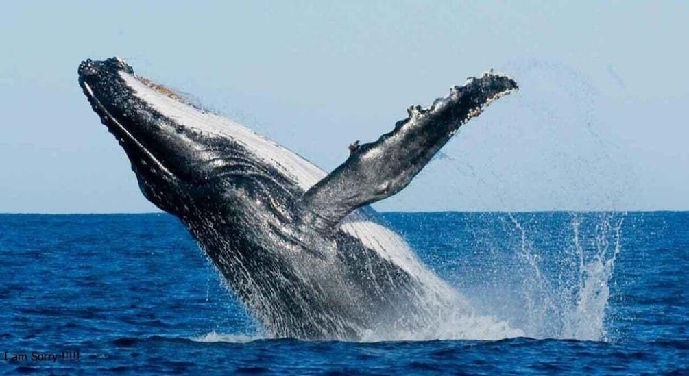 From Galle/Unawatuna: Whales & Dolphin Magic: Ocean Odyssey
