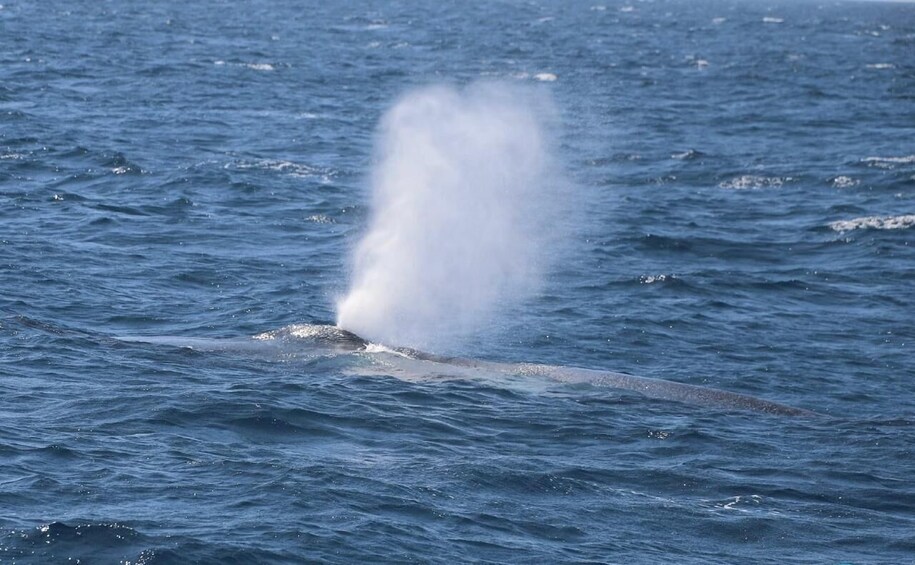 Picture 19 for Activity From Galle: All Inclusive Whales & Dolphin Watching Tour