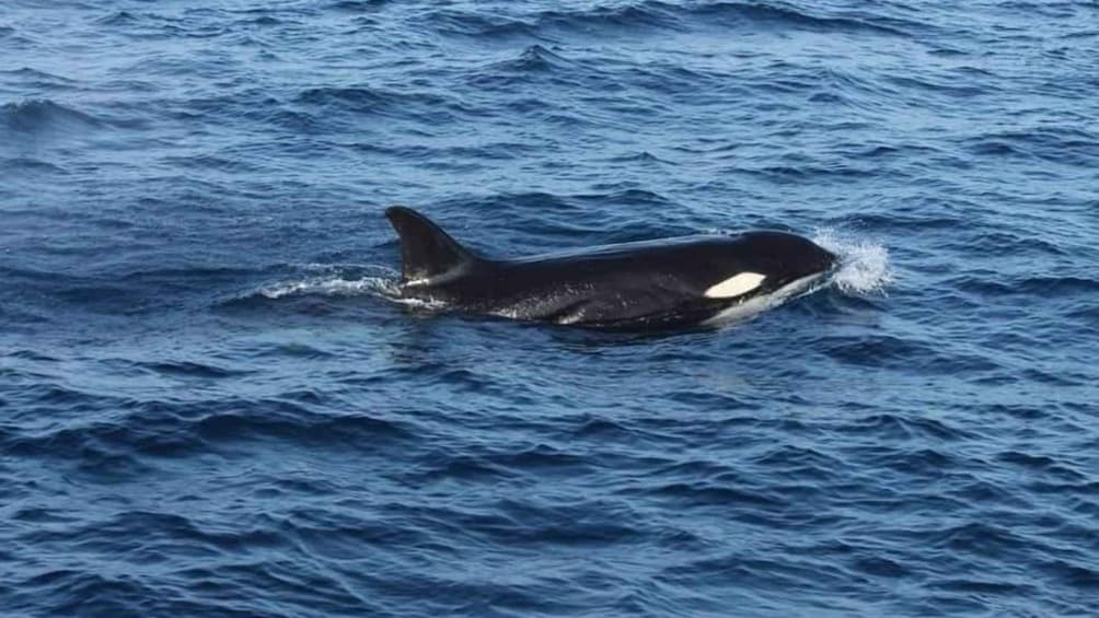 Picture 10 for Activity From Galle: All Inclusive Whales & Dolphin Watching Tour