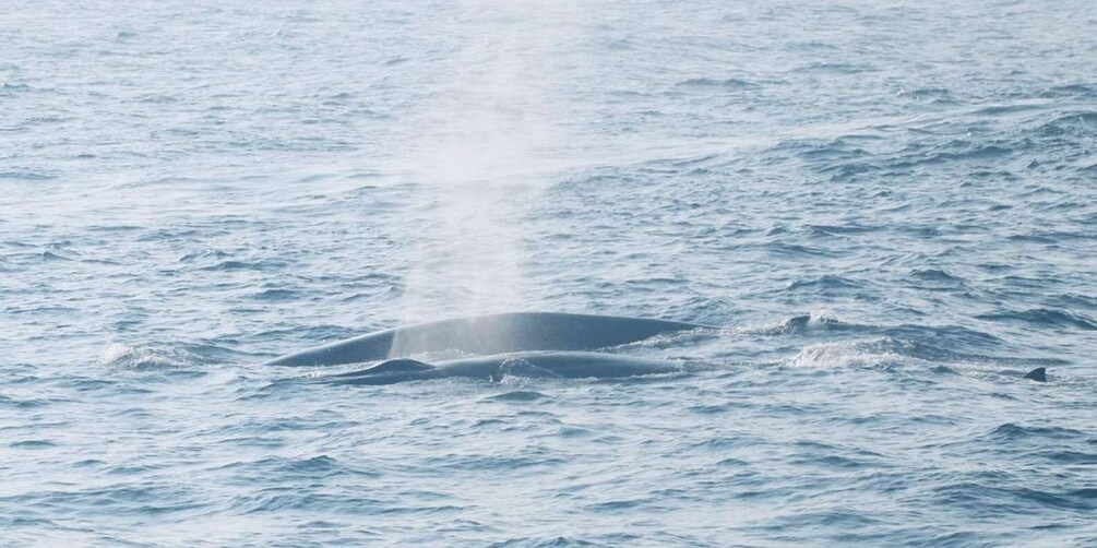 Picture 17 for Activity From Galle: All Inclusive Whales & Dolphin Watching Tour
