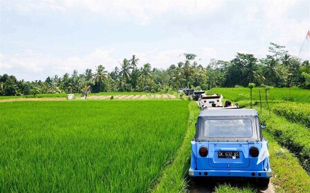 Bali: Oldtimer-VW-Jeep-Landsafari