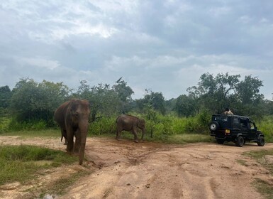 VIP All-inclusive Sigiriya Dambulla & National Park Tour