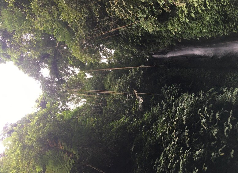 Picture 3 for Activity Bali waterfalls quest, discover 4 waterfalls in 1 day