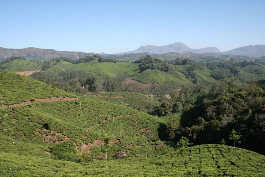 Picture 14 for Activity Private Munnar Tea Trek