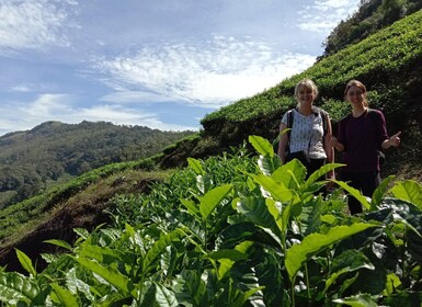 Munnar Tea Trek