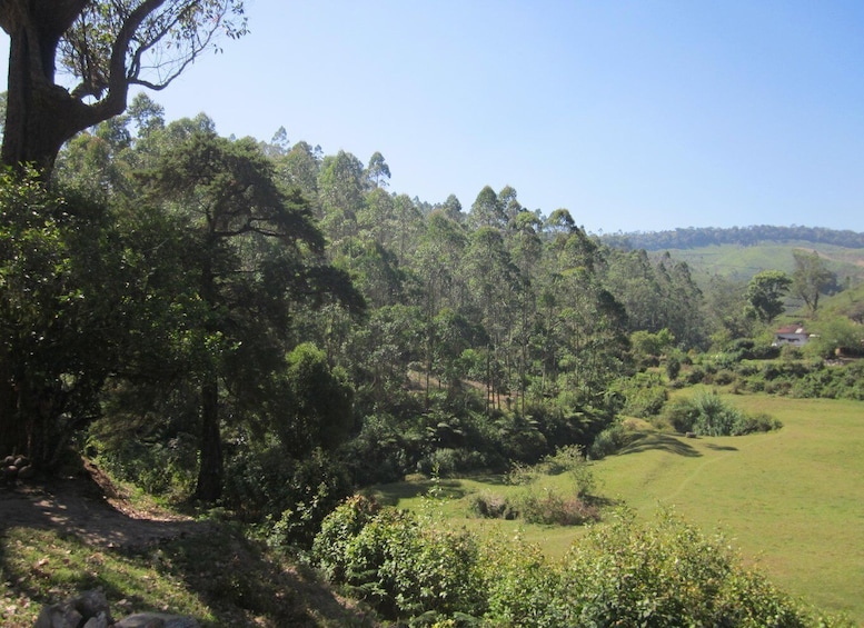 Picture 9 for Activity Munnar Tea Trek