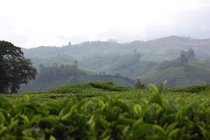 Picture 11 for Activity Private Munnar Tea Trek