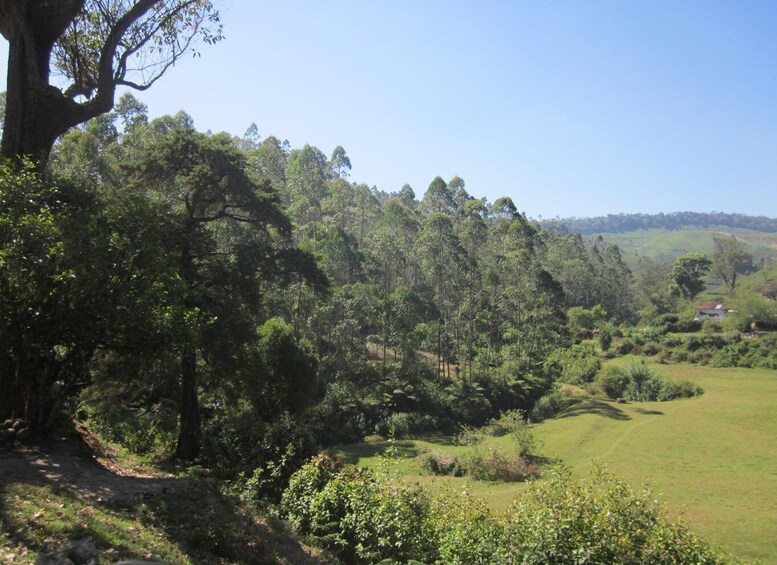 Picture 9 for Activity Munnar Tea Trek