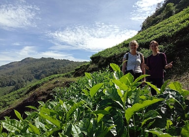 Private Munnar Tea Trek