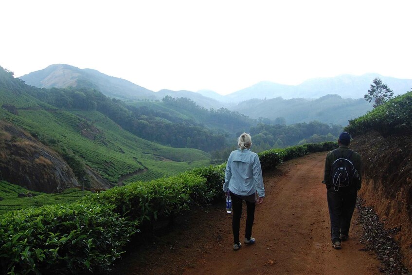 Picture 10 for Activity Private Munnar Tea Trek