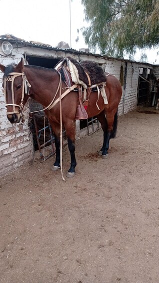 Picture 22 for Activity Mendoza: Horseback Riding in the Andes with Authentic BBQ