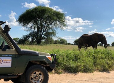 From Zanzibar: Nyerere National Park Game Drive with Lunch